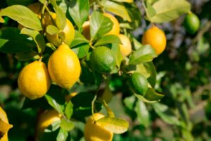 Citron / éterické oleje a hydroláty - bio aromaterapeutická kvalita