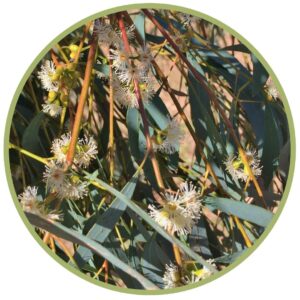 Bio éterický olej Eukalyptus radiata od francouzské značky