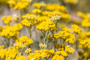 Smil italský, Slaměnka, Helichrysum italicum - esenciální oleje a hydroláty