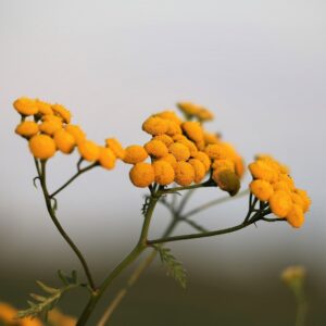 Smil italský, Slaměnka, Helichrysum italicum