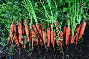 Mrkvový macerát - macerát kořene mrkve Herbes et Traditions