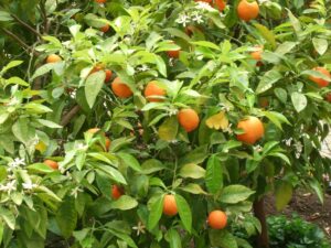 Hydrolát Neroli , Pomerančový květ v bio kvalitě