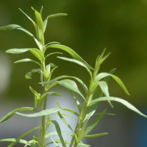 Esenciální olej Estragon, Artemisia dracunculus