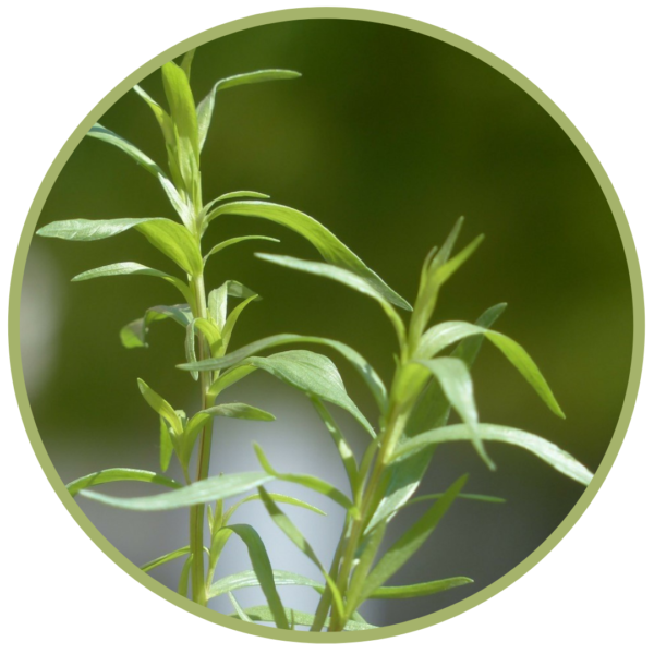 Esencialní olej estragon | 10 ml | aromaterapie Byliny a Tradice