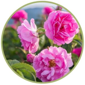 Růže damašská - Rosa damascena - Růže damašská - aromaterapie Byliny a Tradice