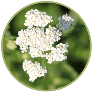 Bio esenciální olej Řebříček - Achillea millefolium