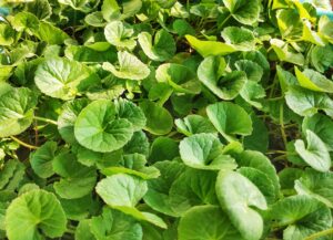 Gotu kola, puečník - macerát