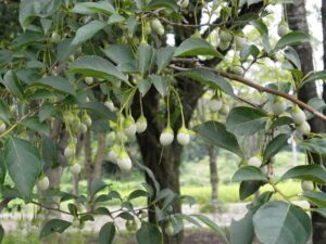 Benzoe - Styrax tonkinensis