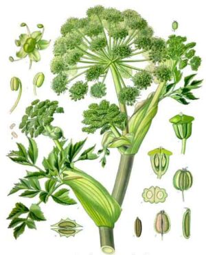 Andělika lékařská, angelica archangelica