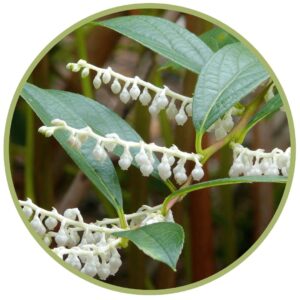 Libavka fragrantissima - eshop s francouzskou aromaterapií