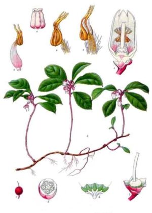 Libavka - botanická kresba