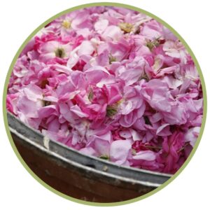 Růže damašská - esenciální olej z divokého sběru