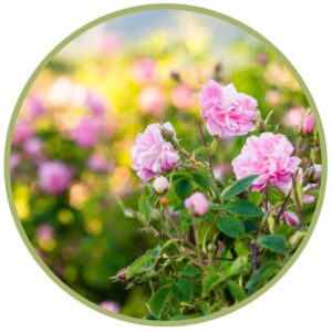 Esenciální olej Růže damašská, Rosa damascena z Bulharska