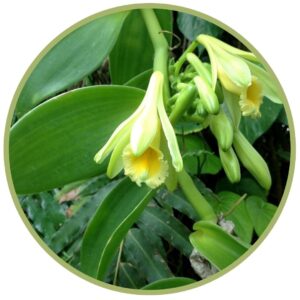 Éterické oleje v bio kvalitě - oleoresin Vanilka