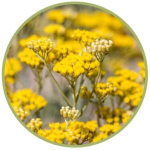 Smil italský, Slaměnka, Helichrysum italicum - bio esenciální olej