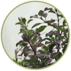 Organický éterický olej Ocimum sanctum - Bazalka posvátná Tulsi