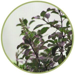 Organický éterický olej Ocimum sanctum - Bazalka posvátná Tulsi