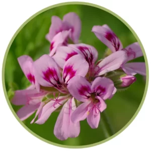 Bio éterický olej Geranium růžové | 10 ml | aromaterapie Byliny&Tradice