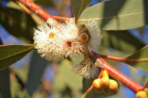 Éterický olej Eukalyptus mentolový, Eucalyptus dives.