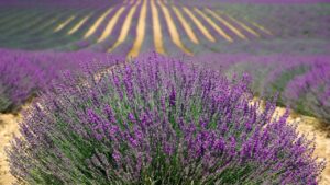 Levandule lékařská Maillette, Lavandula angustifolia