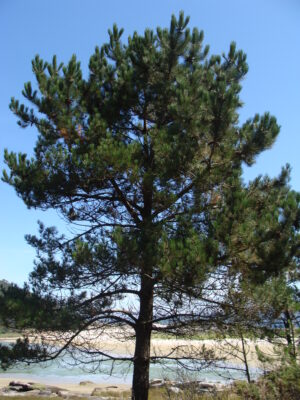Éterický olej Borovice přímořská, Pinus pinaster.