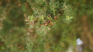 Esenciální olej Manuka, Balmín metlatý, Leptospermum scoparium.