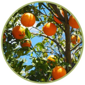 esenciální olej Sladký pomeranč 10 ml, Citrus sinensis