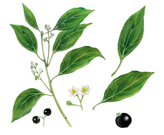 Esenciální olej Ravintsara, Cinnamomum camphora