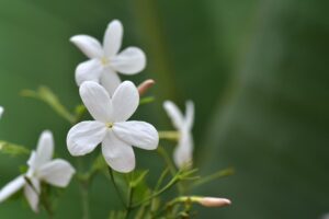 Jasmín 2 ml, Jasminum grandiflorum