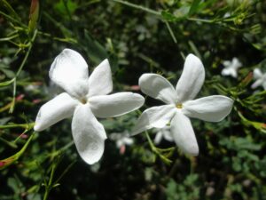 Jasmín 2 ml, Jasminum grandiflorum