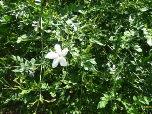 Jasmín 2 ml, Jasminum grandiflorum - aromaterapie