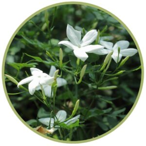 Bio extrakt Jamín 2 ml, jasminum grandiflorum