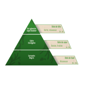 Bio směs éterických olejů Jehličnatý les - čichová pyramida