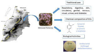 esenciální olej Tymián borneol, lat. Thymus satureioides, Maroko