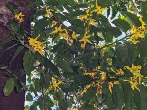 Organický esenciální olej ylang ylang komplet, Cananga odorata