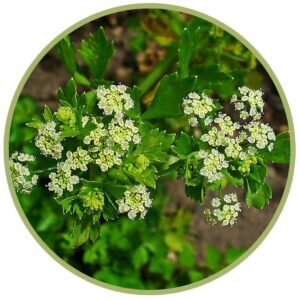 Teplý a aromatický esenciální olej Miřík celer