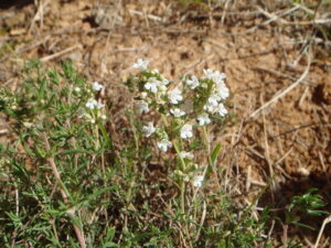 aromaterapie - Tymián červený Thymol, lat. Thymus zygis.