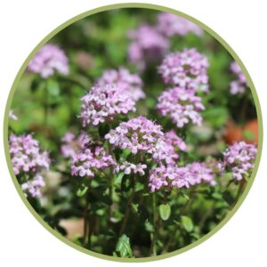 BIO éterický olej Tymián borneol, lat. Thymus satureioides, Maroko