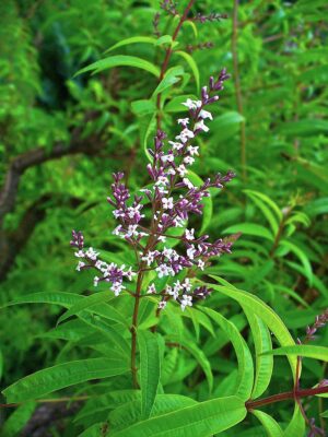 Verbena citronová - Aloisie - Lippia citriodora - aromaterapie