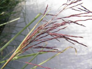 Bio esenciální olej Vetiver, lat. Vetiveria zizanioides