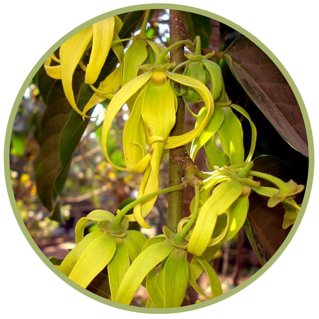 Bio esenciální olej / hydrolát ylang ylang komplet, Cananga odorata