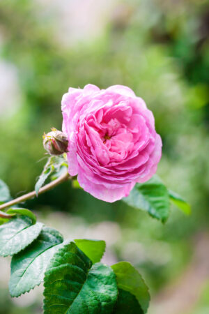 Rosa centifolia - macerát v arganovém oleji