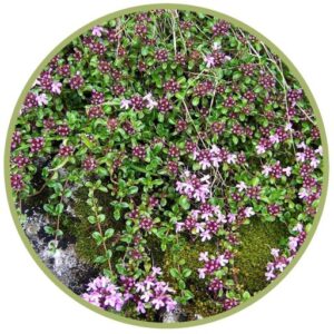 Aromaterapie - Esenciální olej Mateřídouška, Thymus serpyllum.