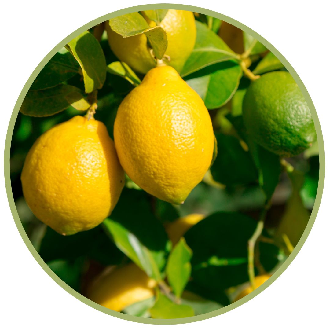 bio esenciální olej citron