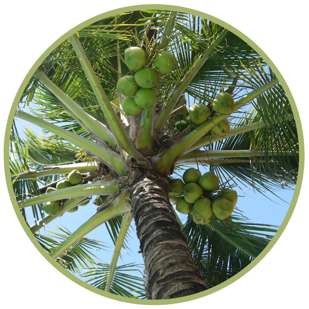 bio kokosový olej na pleť