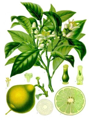 esenciální olej Bergamot - organic