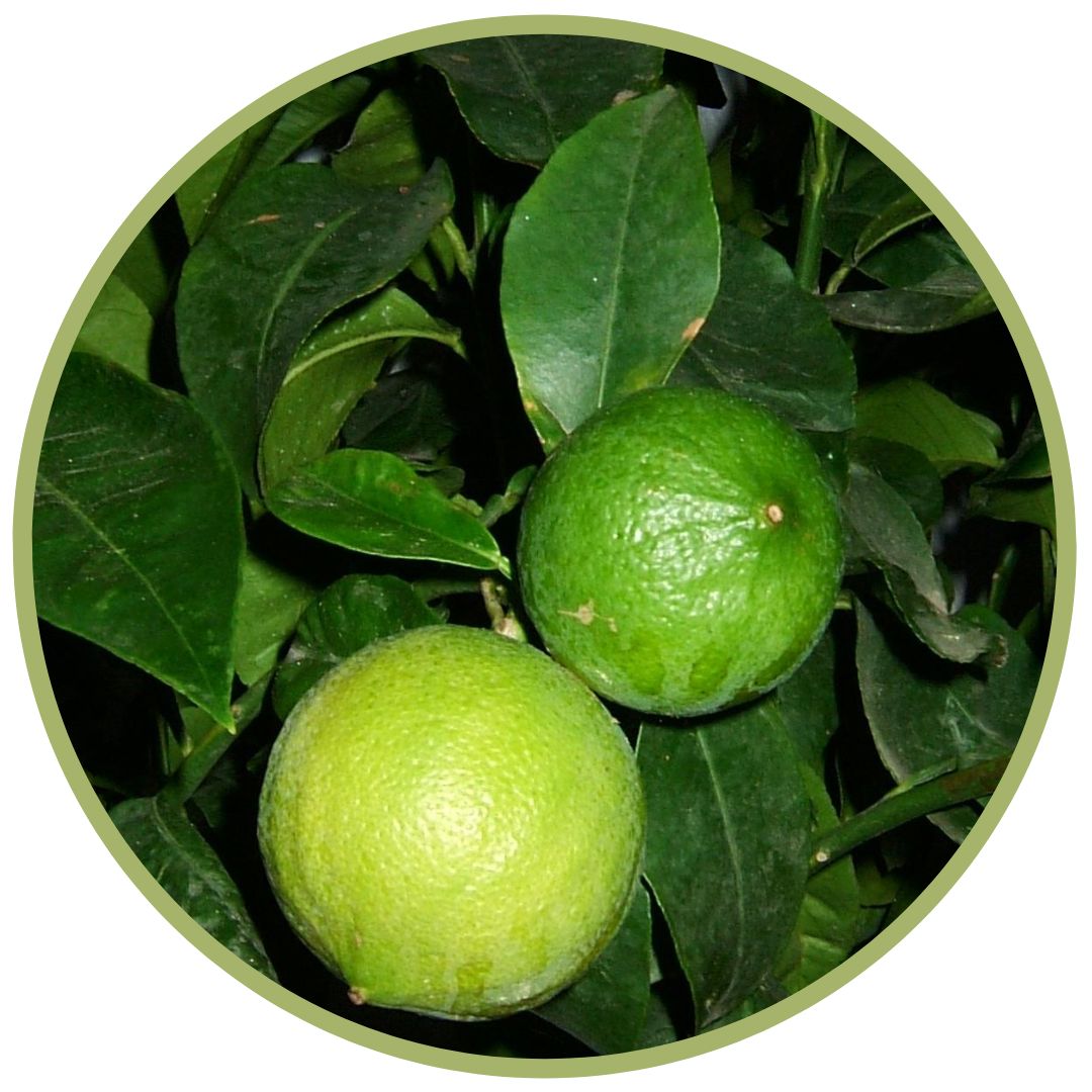 bio éterický olej Bergamot, Ciitrus bergamia