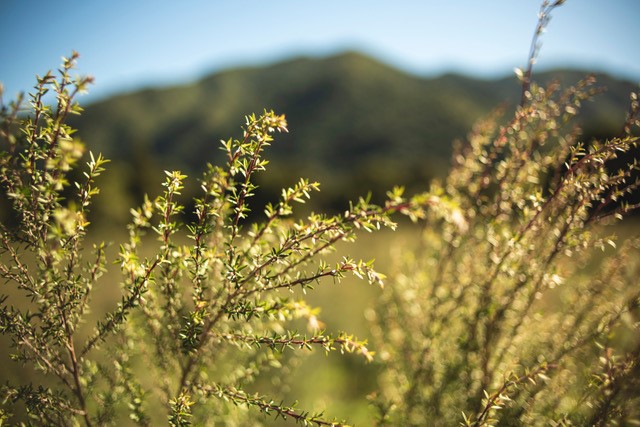 Produkce éterického oleje manuka