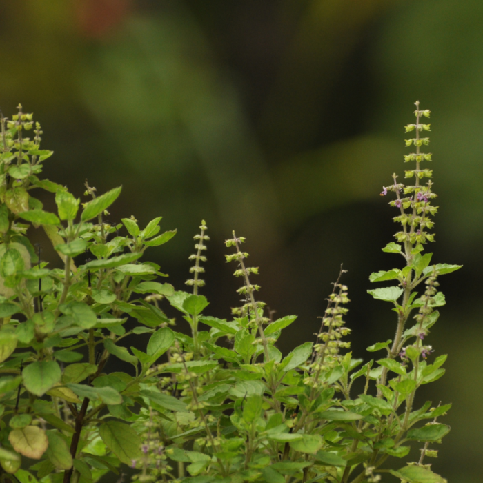Bazalka posvátná, v sanskrtu Tulsi, latinsky Ocimum sanctum