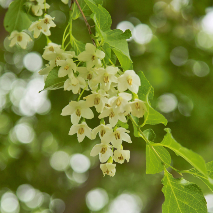 Benzoe je vzácná pryskyřice získávaná ze stromu Styrax tonkinensis,. Vůně inspirace a kreativity.
